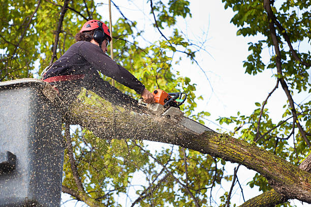 Professional Tree Services in Sauk City, WI